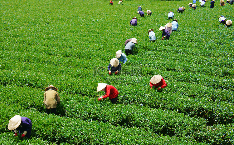 越南农民在种植园采茶的人群