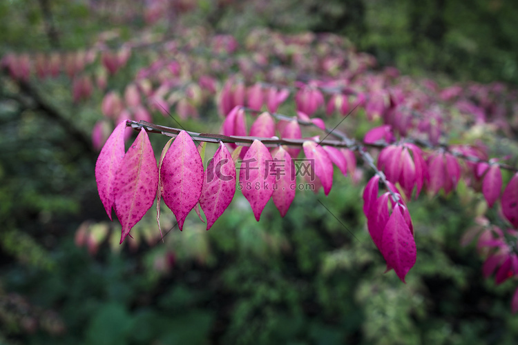 令人惊叹的 Euonymus 