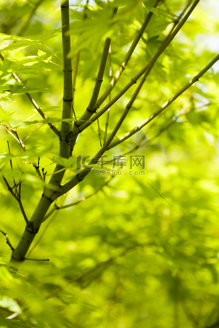 日本枫木，东方生动主题