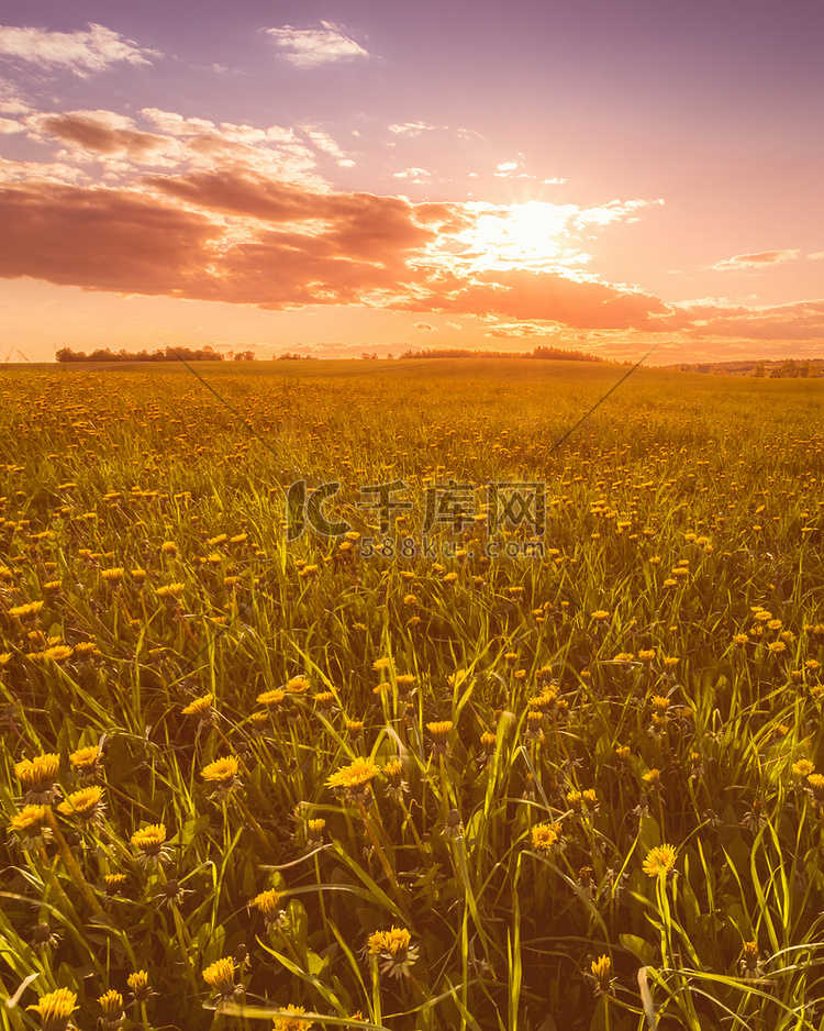 日出或日落的田野上覆盖着黄色开