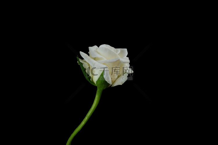 剪出孤立在黑色背景上的白玫瑰花