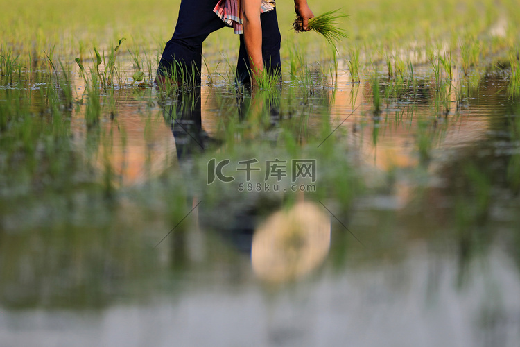 农民水稻种植
