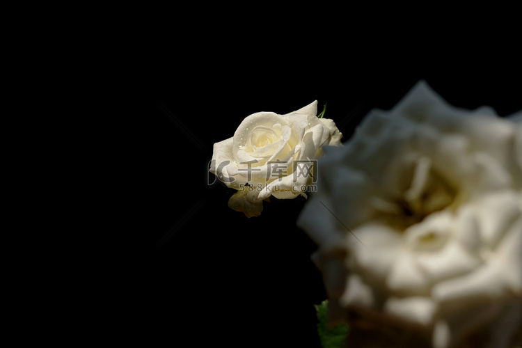 白玫瑰花，茎和叶隔离在黑色背景