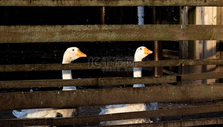 在木栅栏特写镜头后的两只白鹅