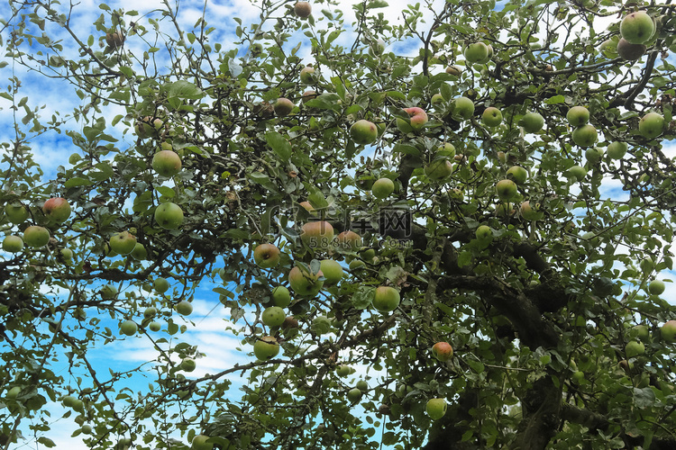 树枝上的青苹果准备好收获，有选