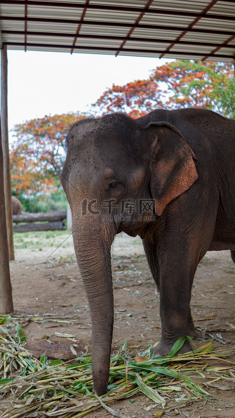 在泰国清迈省湄唐的大象护理保护