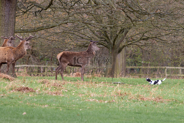 英国公园里的狗对着鹿狂吠