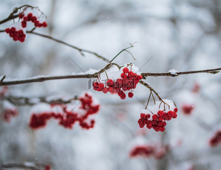雪下山灰的红色浆果。