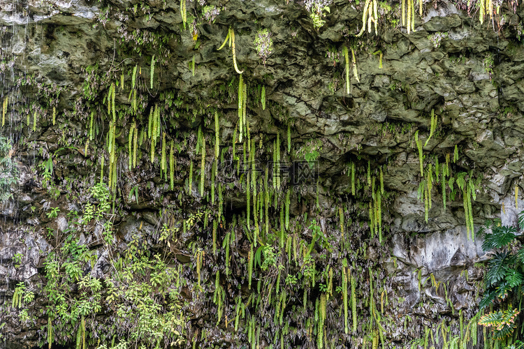 卡莫基拉村附近悬崖上悬挂的剑蕨