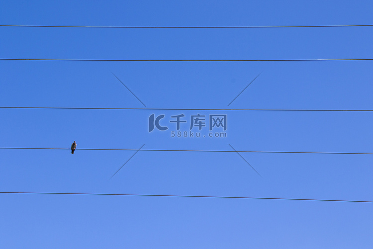 蓝天背景电线上的鸟，鸟鸽坐