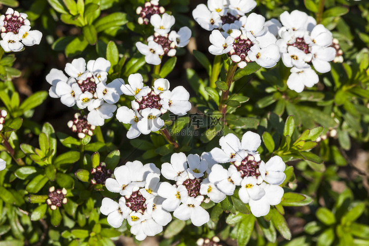 伊比利亚长绿伊比利亚“雪花”