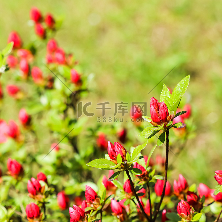 春天花园里盛开的红色杜鹃花和花