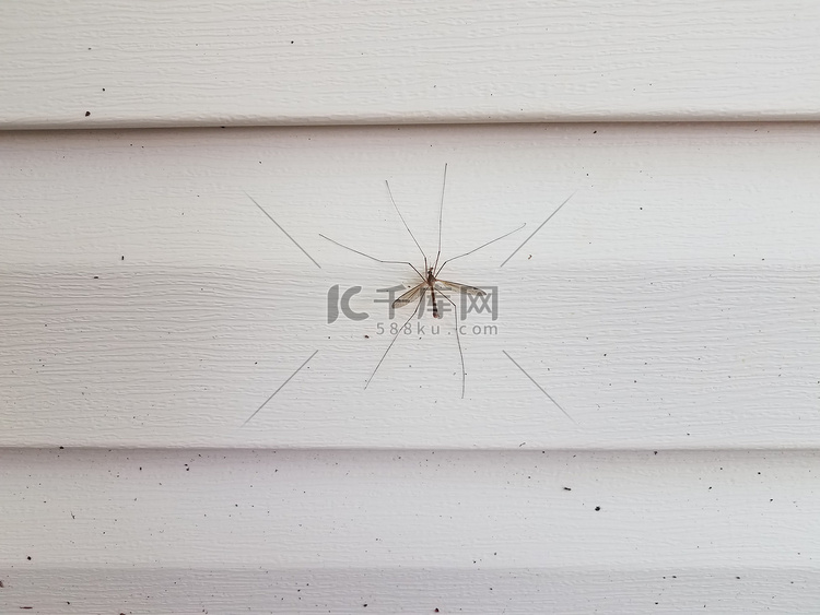 白色房屋壁板上的大型鹤蝇或食蚊