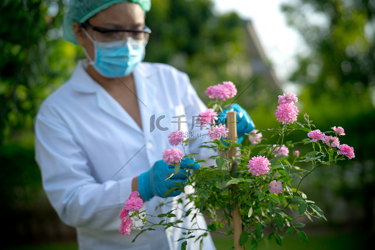 科学家医生检查健康粉红树玫瑰植