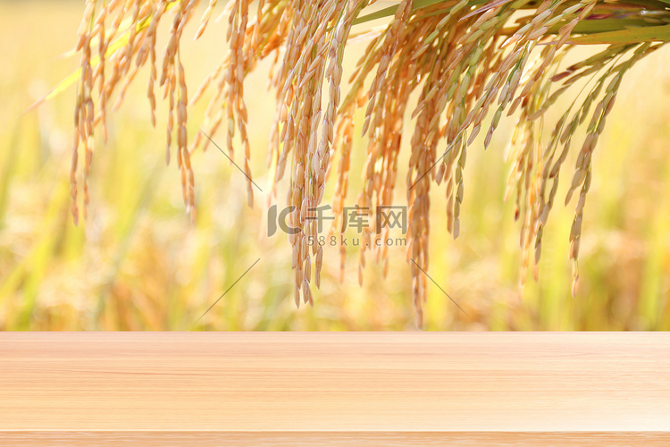 稻种金粒种植园背景上的木板、田