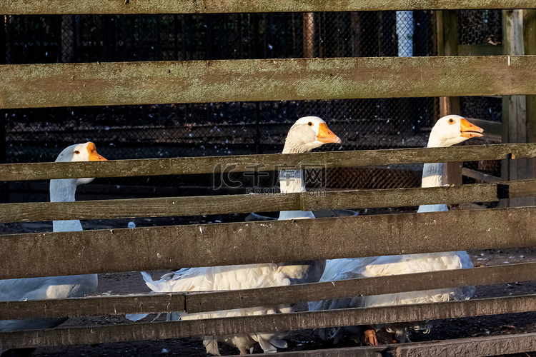 在木篱芭特写镜头后的三只白鹅