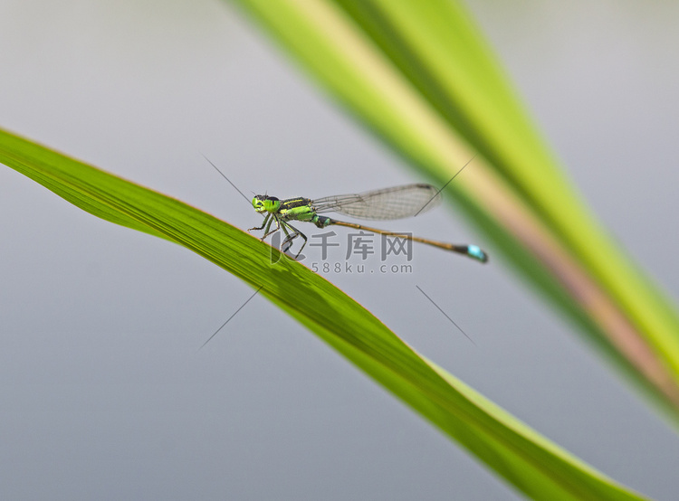 绿叶上小尾蜻蜓的特写