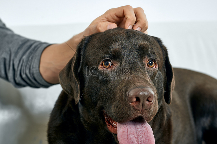 浅色背景肖像上有黑头发的纯种狗