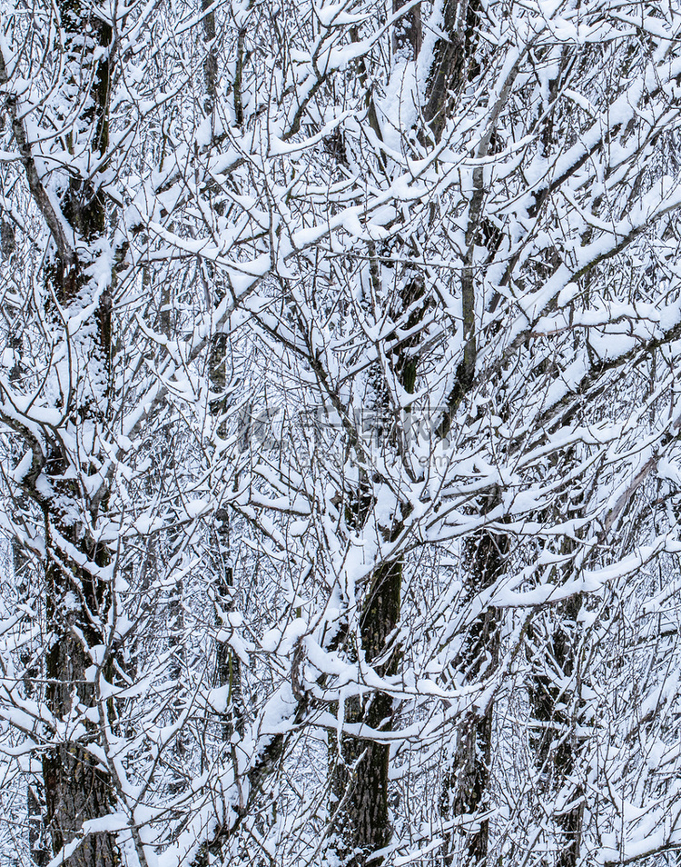 童话般蓬松的雪覆盖的树枝，白雪