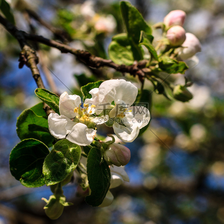 苹果花在春季开花