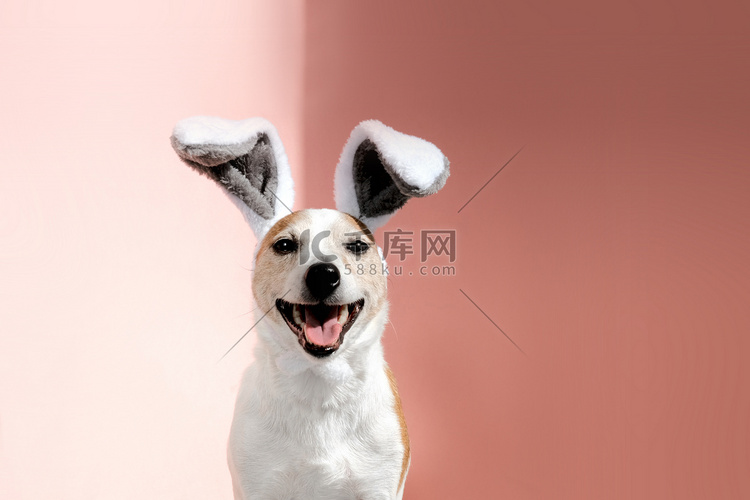 长着兔子耳朵的杰克罗素梗犬看着
