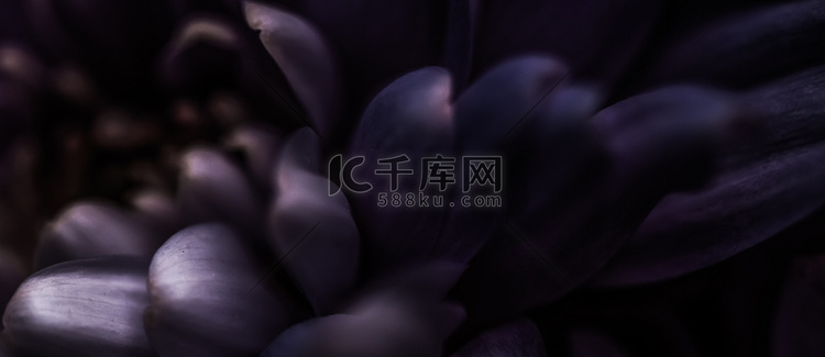 紫色雏菊花瓣盛开，抽象花卉艺术