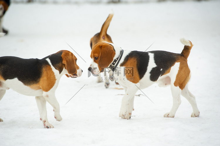 比格犬品种的狗在冬天户外的雪地