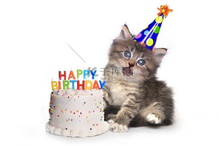 白色的小猫与生日蛋糕庆祝