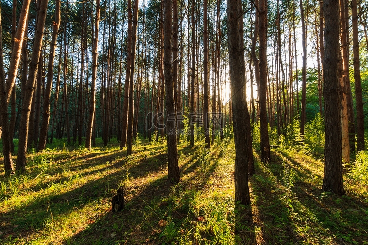 美丽的日落场景在夏季松林与树木
