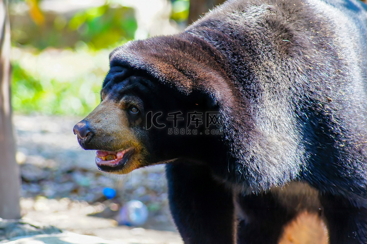 马来亚太阳熊或蜂蜜熊，它是黑色