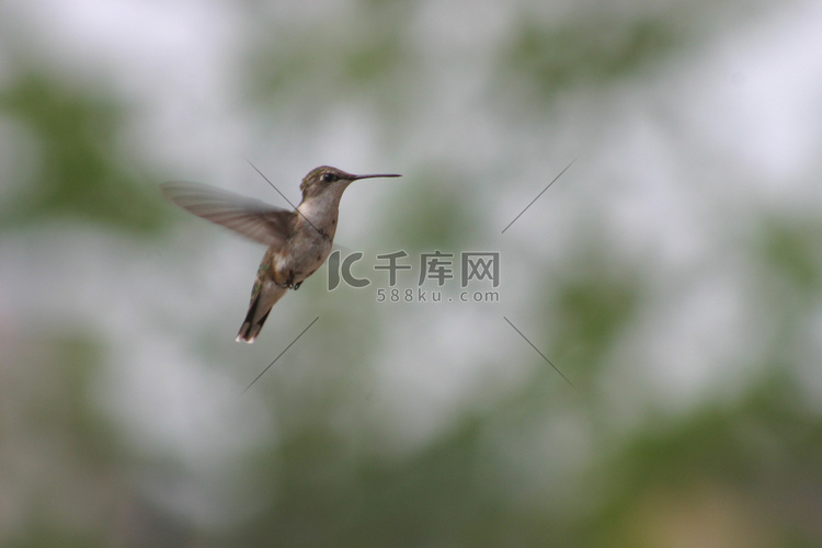 蜂鸟在树叶和多云的天空背景下漂