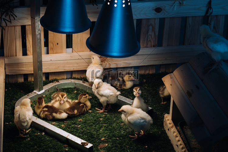 小鸡和小鸭在院子里的灯下的草地