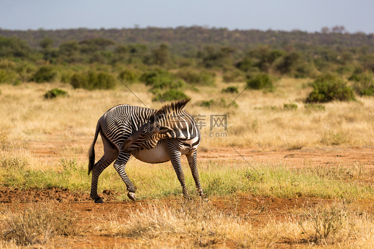 肯尼亚桑布鲁乡村的细纹斑马正在