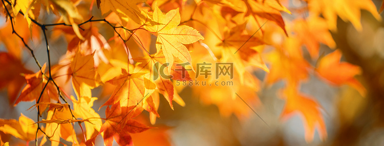 日本九州的秋日阳光明媚，前景美