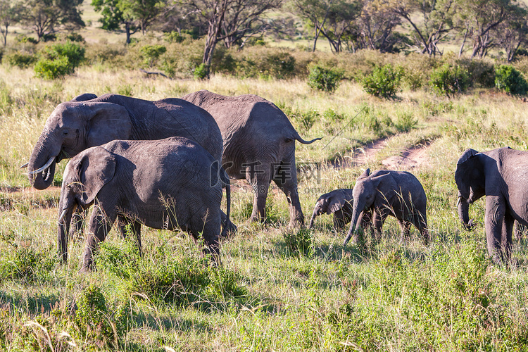 行走在稀树草原上的大象一家
