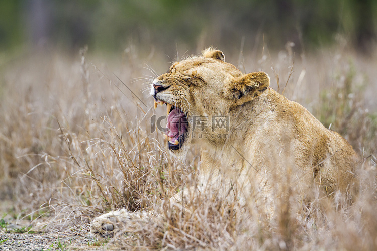 南非克鲁格国家公园的非洲狮