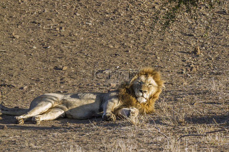 南非克鲁格国家公园的非洲狮