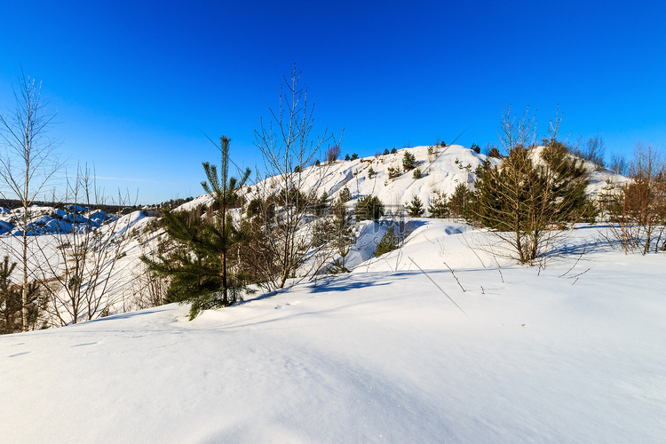 冬天覆盖着白雪的山丘上有松树和