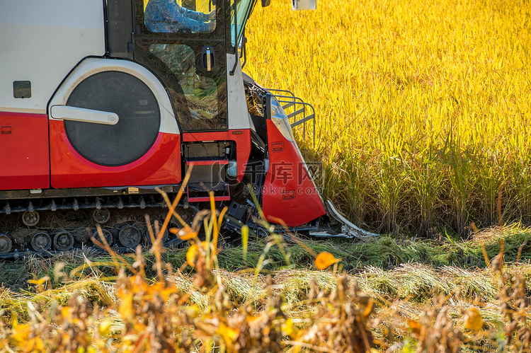 收获季节，联合收割机在稻田里。