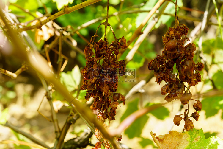 一串串变质的烂葡萄挂在灌木丛上