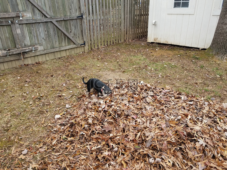 黑狗在落下的棕色树叶中玩耍