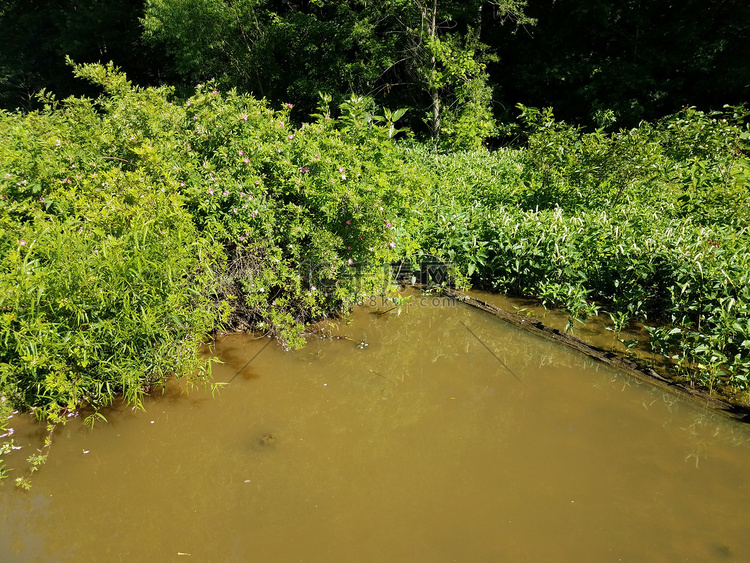 浑浊的河流或池塘水和湿地的绿色