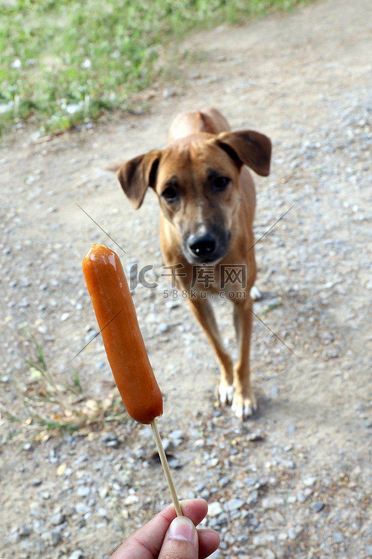 狗和香肠，手上的香肠和棕色的狗