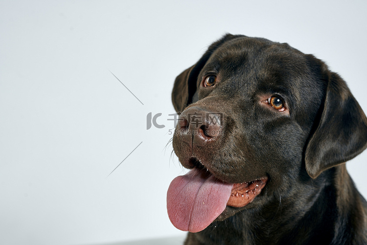 浅色背景肖像上黑发的纯种狗，特