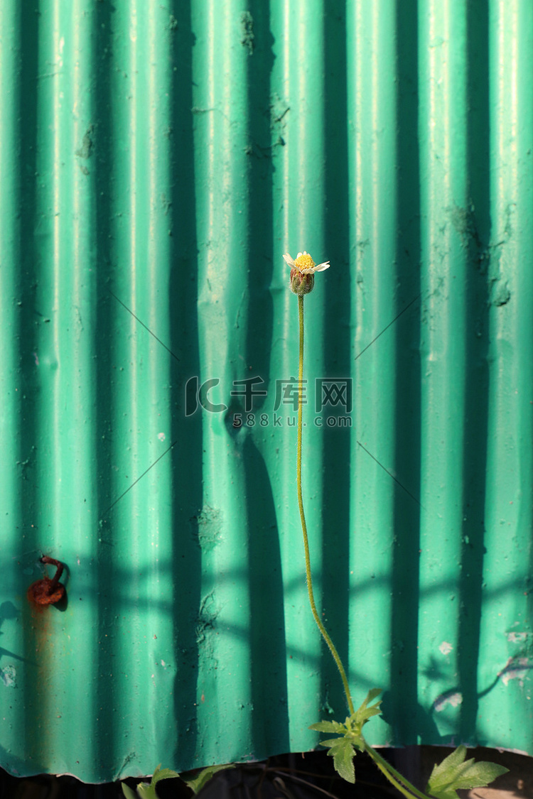 草、栅栏旁的小花、镀锌板、绿色