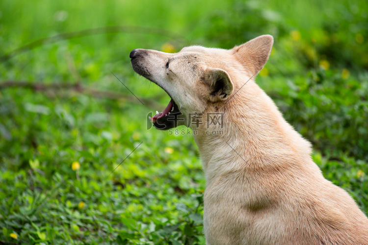 夏日，一只棕色的狗坐在草地上打
