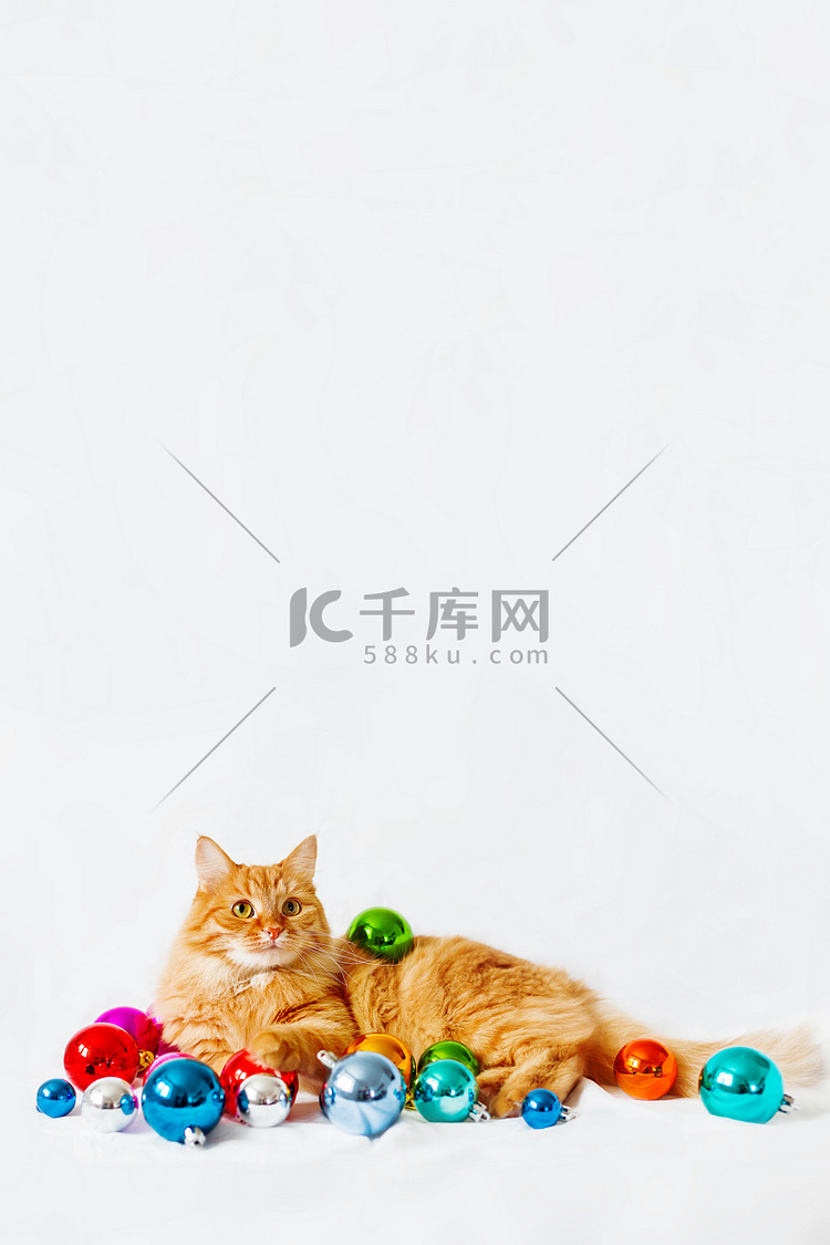 可爱的姜猫躺在圣诞装饰品中 -