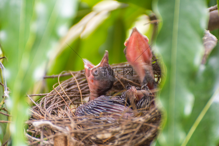 鸟（条纹耳鹎）和巢中的婴儿