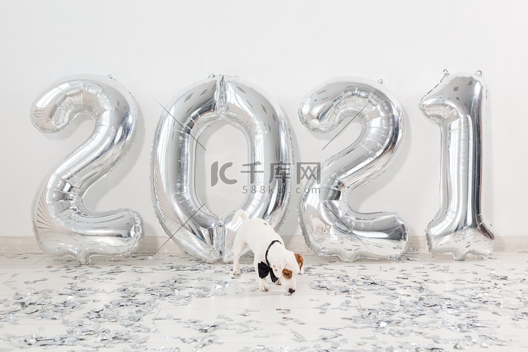 杰克罗素梗犬，带着气球，数字为