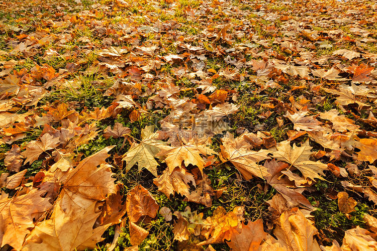 秋天干燥的落叶